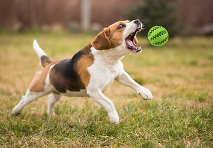 Treat Dispensing Balls for Pets, Nontoxic Rubber Interactive Dog Toys